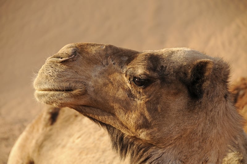 Morocco Desert